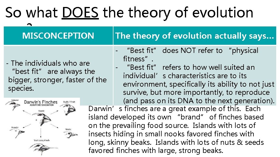 So what DOES theory of evolution say? MISCONCEPTION The theory of evolution actually says…