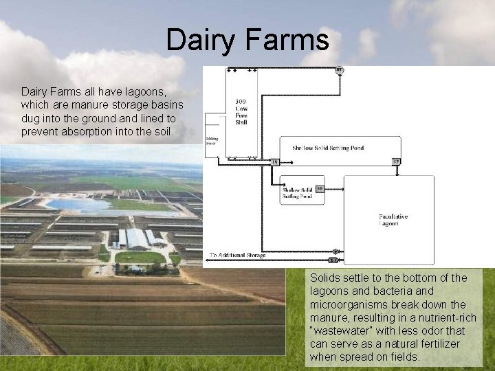 Dairy Farms all have lagoons, which are manure storage basins dug into the ground