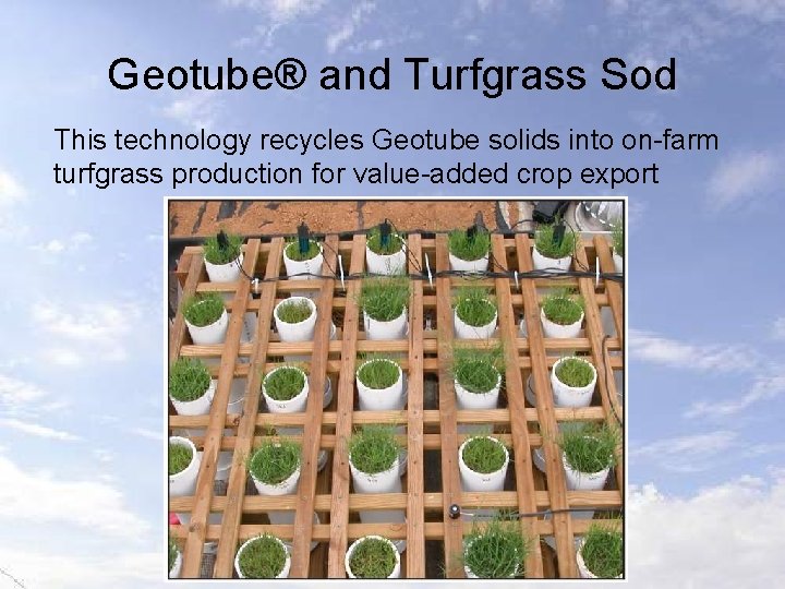 Geotube® and Turfgrass Sod This technology recycles Geotube solids into on-farm turfgrass production for
