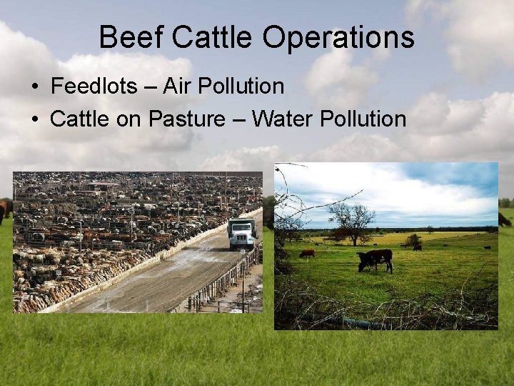 Beef Cattle Operations • Feedlots – Air Pollution • Cattle on Pasture – Water