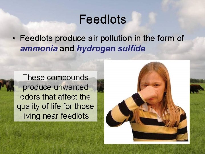 Feedlots • Feedlots produce air pollution in the form of ammonia and hydrogen sulfide