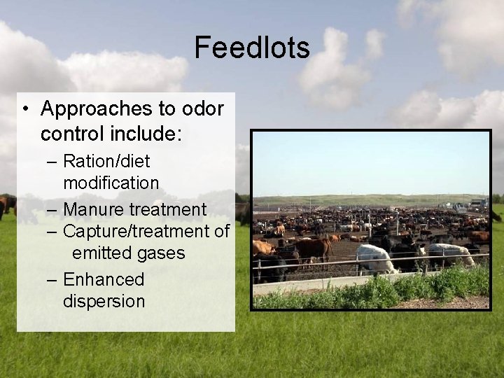 Feedlots • Approaches to odor control include: – Ration/diet modification – Manure treatment –