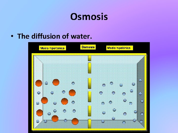 Osmosis • The diffusion of water. 