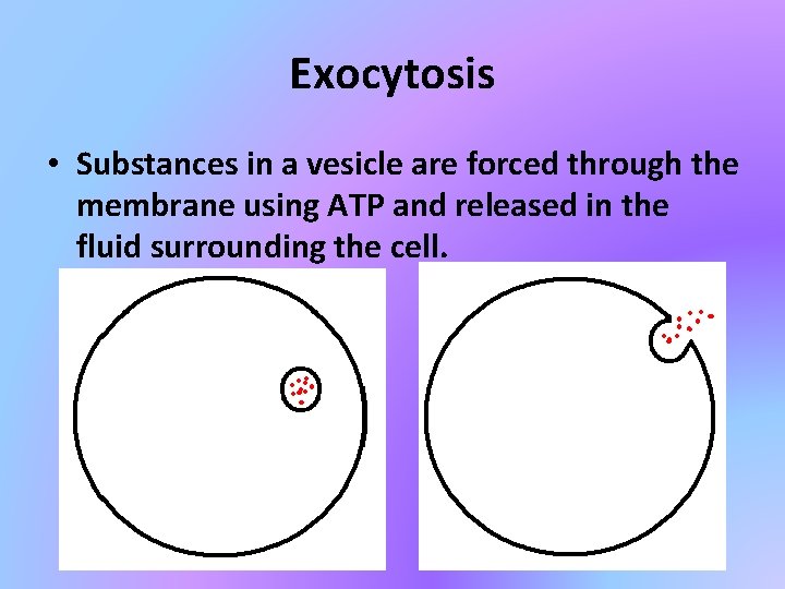 Exocytosis • Substances in a vesicle are forced through the membrane using ATP and