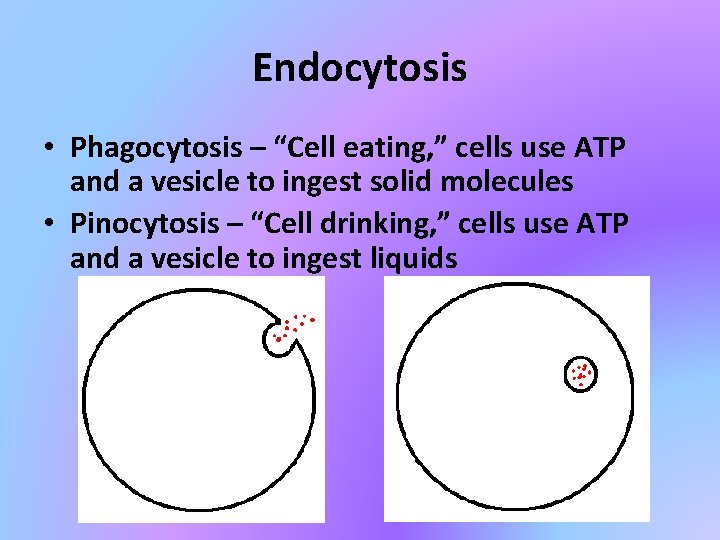 Endocytosis • Phagocytosis – “Cell eating, ” cells use ATP and a vesicle to