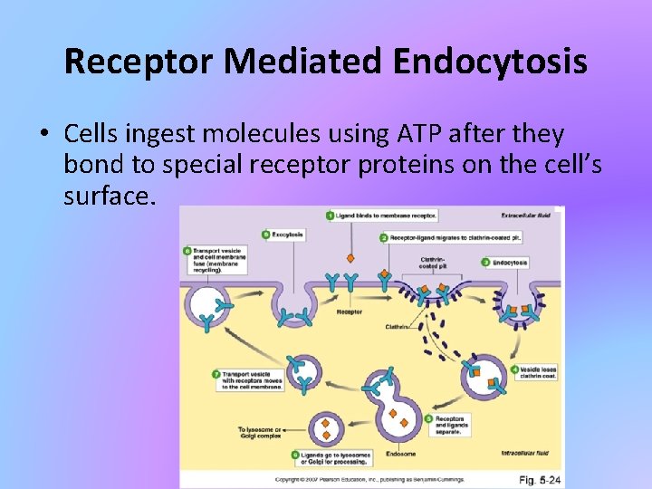 Receptor Mediated Endocytosis • Cells ingest molecules using ATP after they bond to special