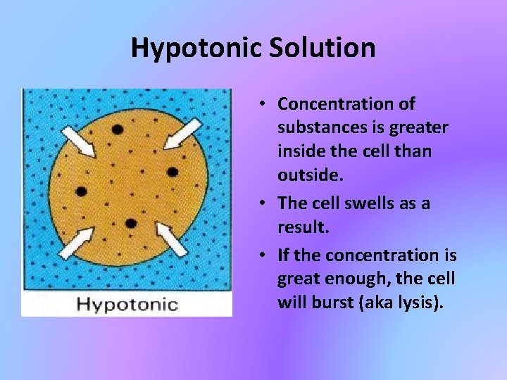 Hypotonic Solution • Concentration of substances is greater inside the cell than outside. •