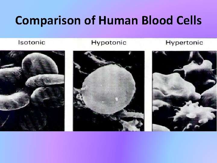 Comparison of Human Blood Cells 