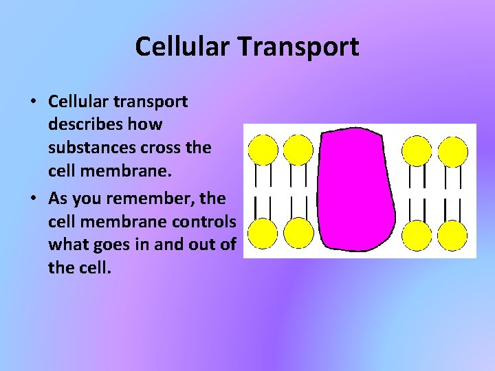 Cellular Transport • Cellular transport describes how substances cross the cell membrane. • As