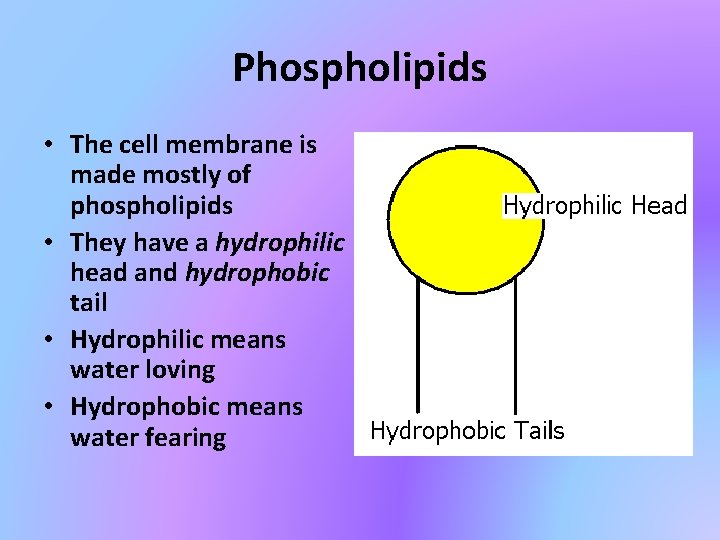 Phospholipids • The cell membrane is made mostly of phospholipids • They have a