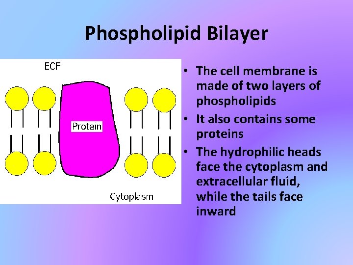 Phospholipid Bilayer • The cell membrane is made of two layers of phospholipids •