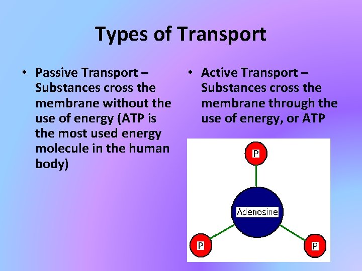 Types of Transport • Passive Transport – Substances cross the membrane without the use