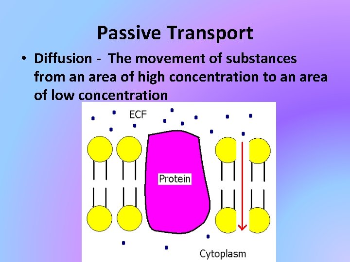 Passive Transport • Diffusion - The movement of substances from an area of high