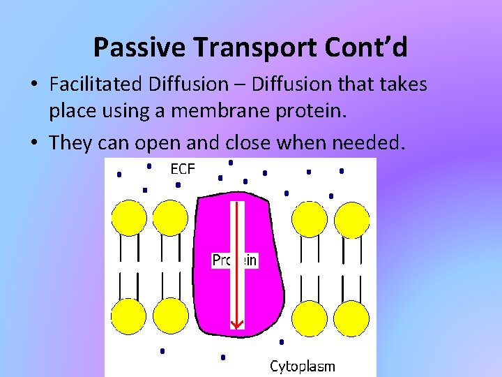 Passive Transport Cont’d • Facilitated Diffusion – Diffusion that takes place using a membrane