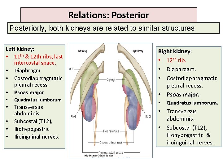 Relations: Posteriorly, both kidneys are related to similar structures Left kidney: • 11 th