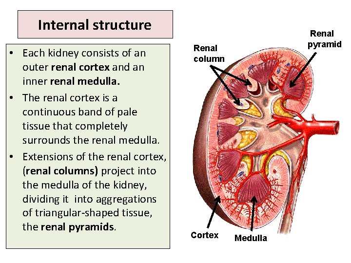 Internal structure • Each kidney consists of an outer renal cortex and an inner