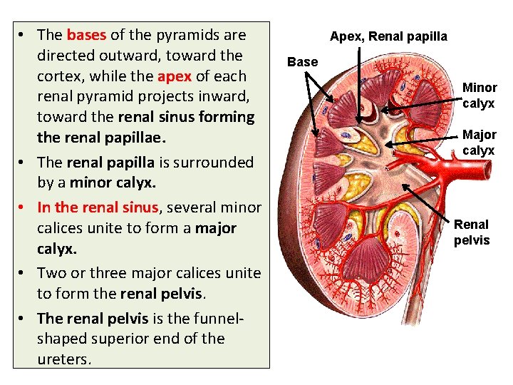  • The bases of the pyramids are directed outward, toward the cortex, while