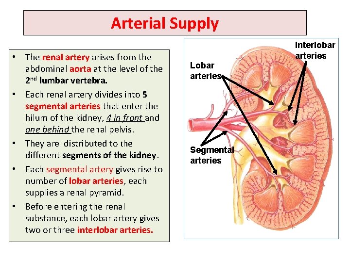 Arterial Supply • The renal artery arises from the abdominal aorta at the level