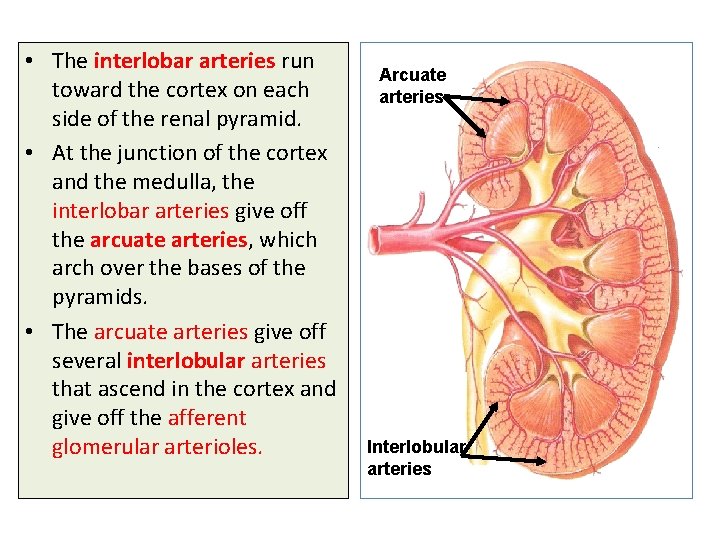 • The interlobar arteries run toward the cortex on each side of the • The interlobar arteries run toward the cortex on each side of the