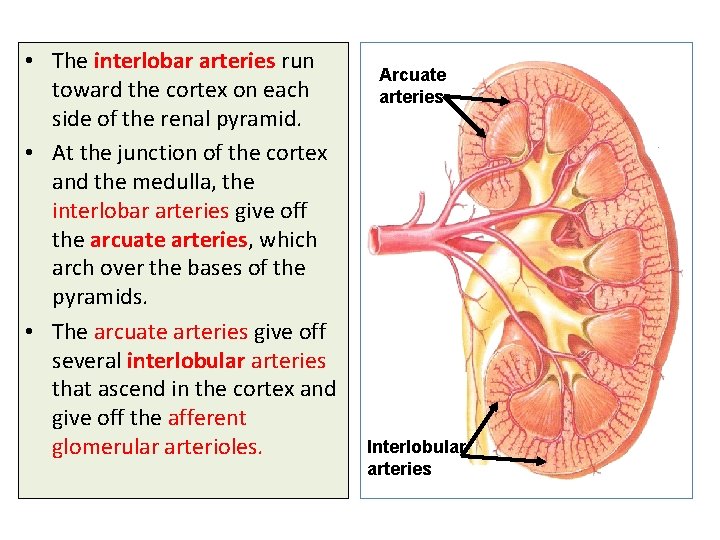  • The interlobar arteries run toward the cortex on each side of the