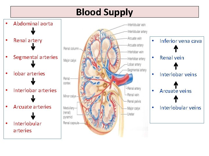 Blood Supply • Abdominal aorta • Renal artery • Inferior vena cava • Segmental