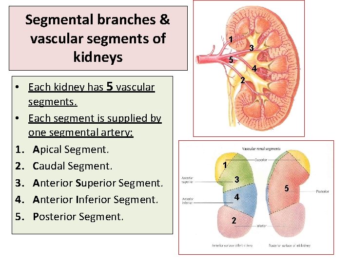 Segmental branches & vascular segments of kidneys • Each kidney has 5 vascular segments. Segmental branches & vascular segments of kidneys • Each kidney has 5 vascular segments.
