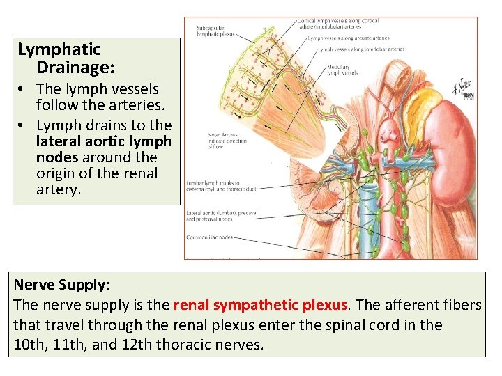 Lymphatic Drainage: • The lymph vessels follow the arteries. • Lymph drains to the