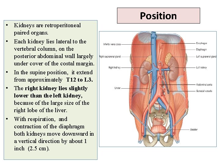  • Kidneys are retroperitoneal paired organs. • Each kidney lies lateral to the