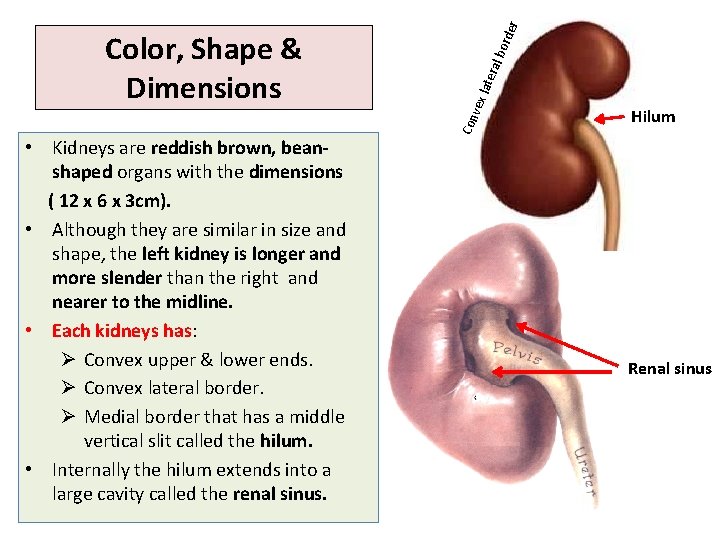  • Kidneys are reddish brown, beanshaped organs with the dimensions ( 12 x