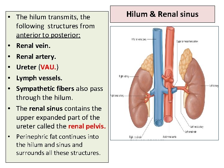 • The hilum transmits, the following structures from anterior to posterior: • Renal • The hilum transmits, the following structures from anterior to posterior: • Renal