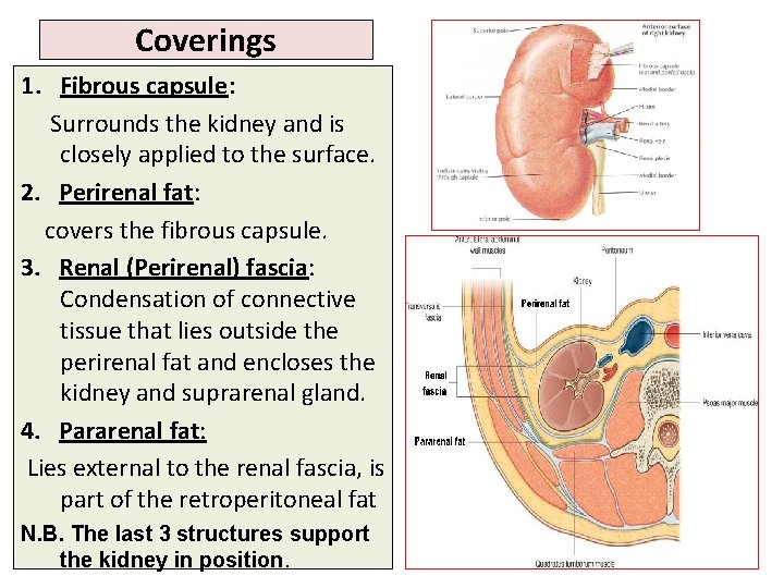 Coverings 1. Fibrous capsule: Surrounds the kidney and is closely applied to the surface. Coverings 1. Fibrous capsule: Surrounds the kidney and is closely applied to the surface.