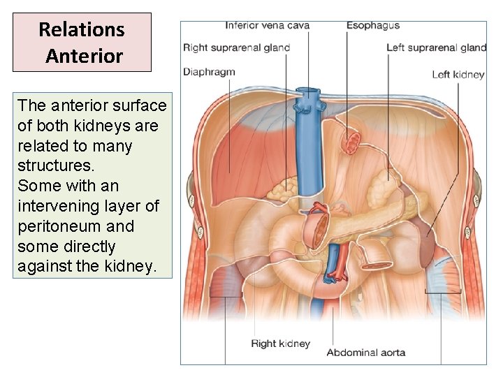 Relations Anterior The anterior surface of both kidneys are related to many structures. Some