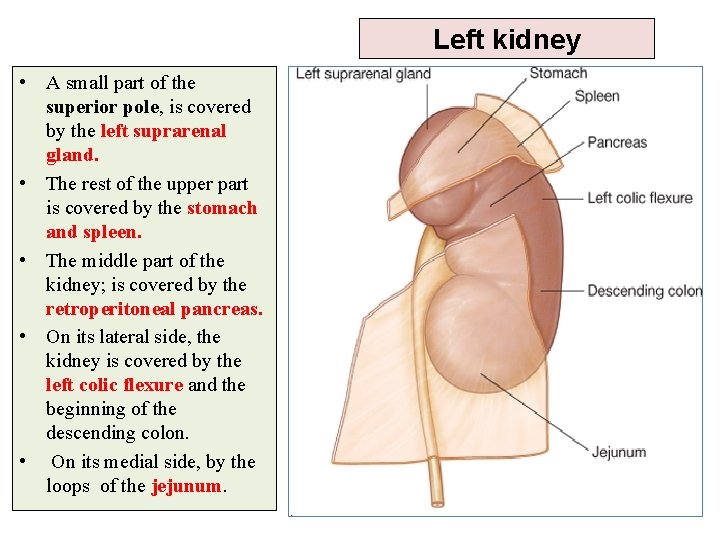 Left kidney • A small part of the superior pole, is covered by the Left kidney • A small part of the superior pole, is covered by the