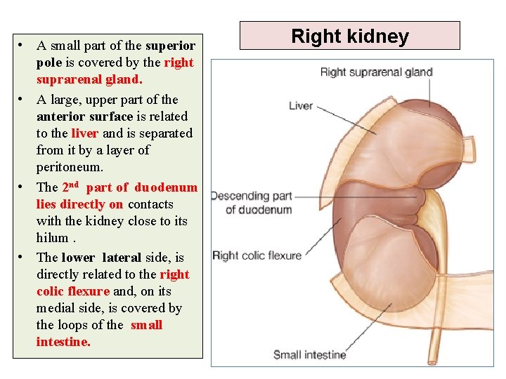 • A small part of the superior pole is covered by the right • A small part of the superior pole is covered by the right