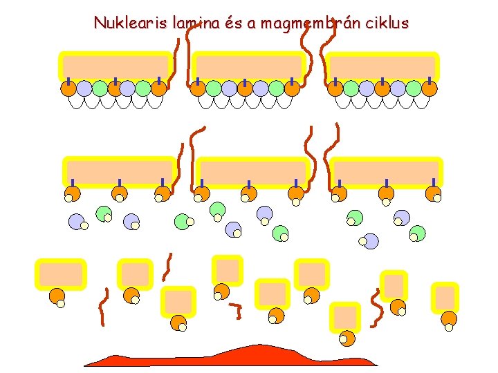 Nuklearis lamina és a magmembrán ciklus 