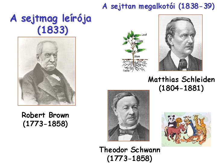 A sejttan megalkotói (1838 -39) A sejtmag leírója (1833) Matthias Schleiden (1804 -1881) Robert