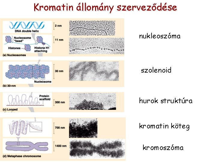 Kromatin állomány szerveződése nukleoszóma szolenoid hurok struktúra kromatin köteg kromoszóma 
