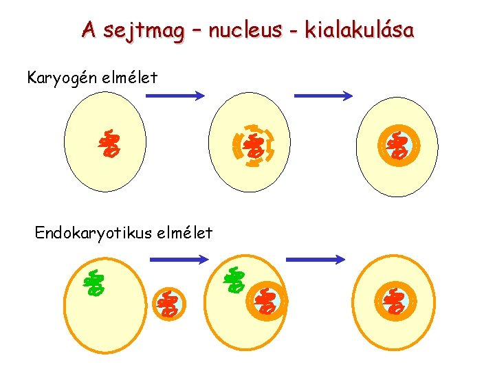 A sejtmag – nucleus - kialakulása Karyogén elmélet Endokaryotikus elmélet 