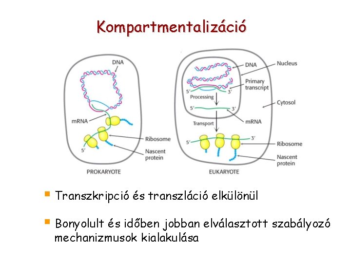 Kompartmentalizáció § Transzkripció és transzláció elkülönül § Bonyolult és időben jobban elválasztott szabályozó mechanizmusok