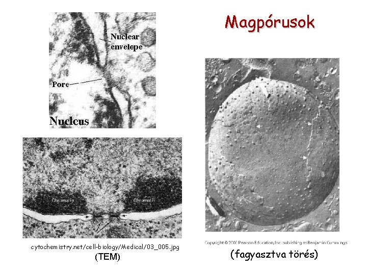Magpórusok cytochemistry. net/cell-biology/Medical/03_005. jpg (TEM) (fagyasztva törés) 
