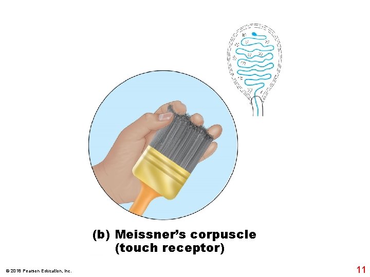 (b) Meissner’s corpuscle (touch receptor) © 2018 Pearson Education, Inc. 11 (b) Meissner’s corpuscle (touch receptor) © 2018 Pearson Education, Inc. 11
