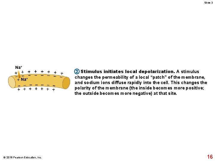 Slide 3 Na+ © 2018 Pearson Education, Inc. 2 Stimulus initiates local depolarization. A