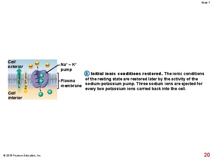 Slide 7 Na+ – K+ pump Na+ Diffusion K+ Diffusion Cell exterior Cell interior