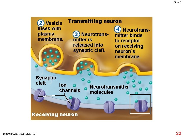 Slide 5 2 Vesicle Transmitting neuron fuses with 4 Neurotransplasma 3 Neurotrans- mitter binds