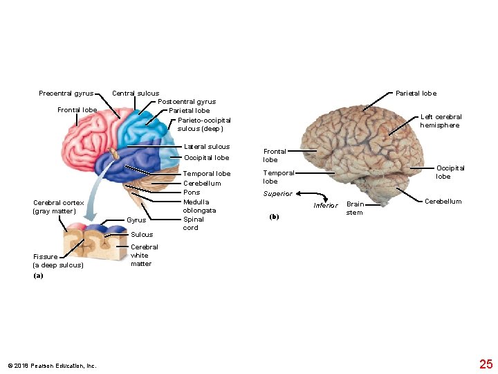 Precentral gyrus Frontal lobe Central sulcus Postcentral gyrus Parietal lobe Parieto-occipital sulcus (deep) Lateral