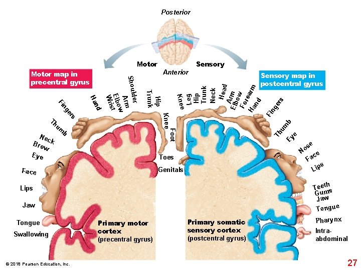 Posterior Motor b Toes Genitals Face Jaw Swallowing © 2018 Pearson Education, Inc. s