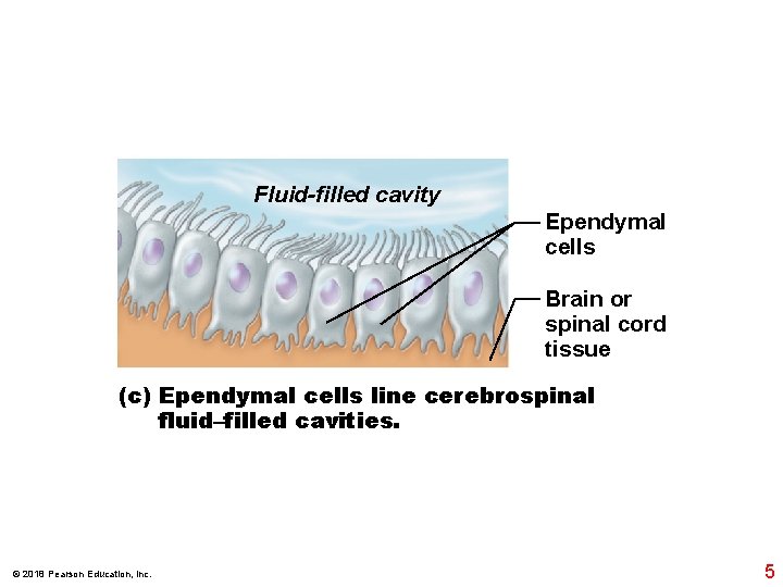 Fluid-filled cavity Ependymal cells Brain or spinal cord tissue (c) Ependymal cells line cerebrospinal