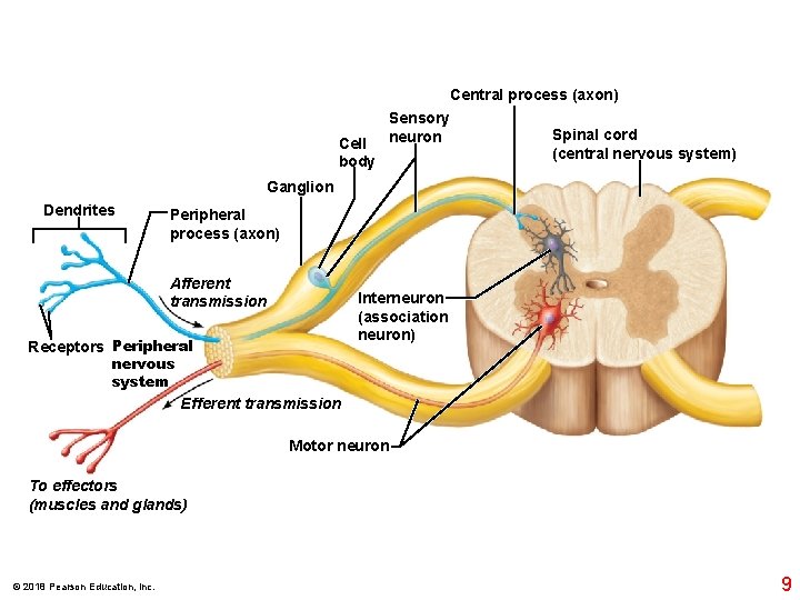 Cell body Central process (axon) Sensory Spinal cord neuron (central nervous system) Ganglion Dendrites Cell body Central process (axon) Sensory Spinal cord neuron (central nervous system) Ganglion Dendrites