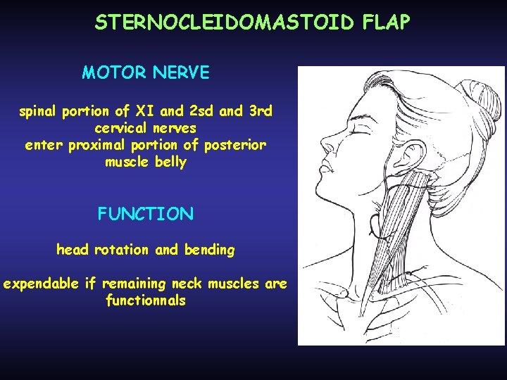 STERNOCLEIDOMASTOID FLAP MOTOR NERVE spinal portion of XI and 2 sd and 3 rd