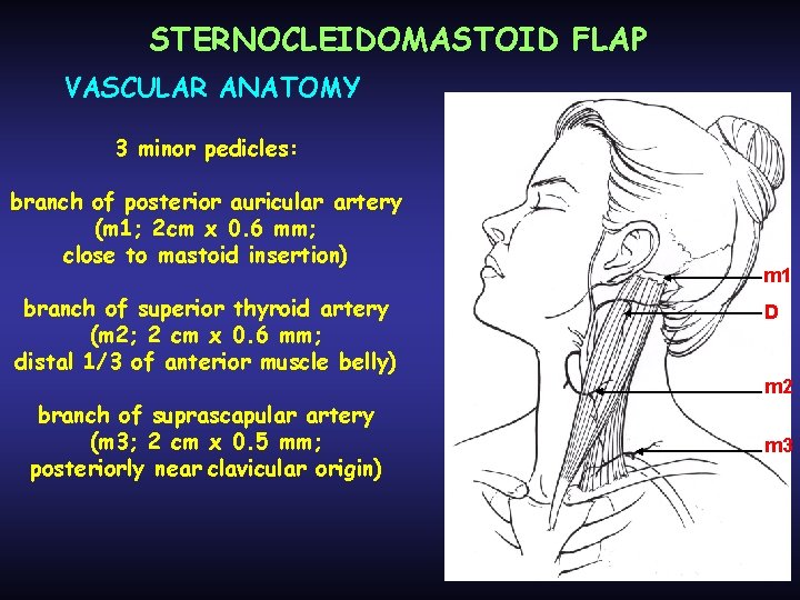 STERNOCLEIDOMASTOID FLAP VASCULAR ANATOMY 3 minor pedicles: branch of posterior auricular artery (m 1;